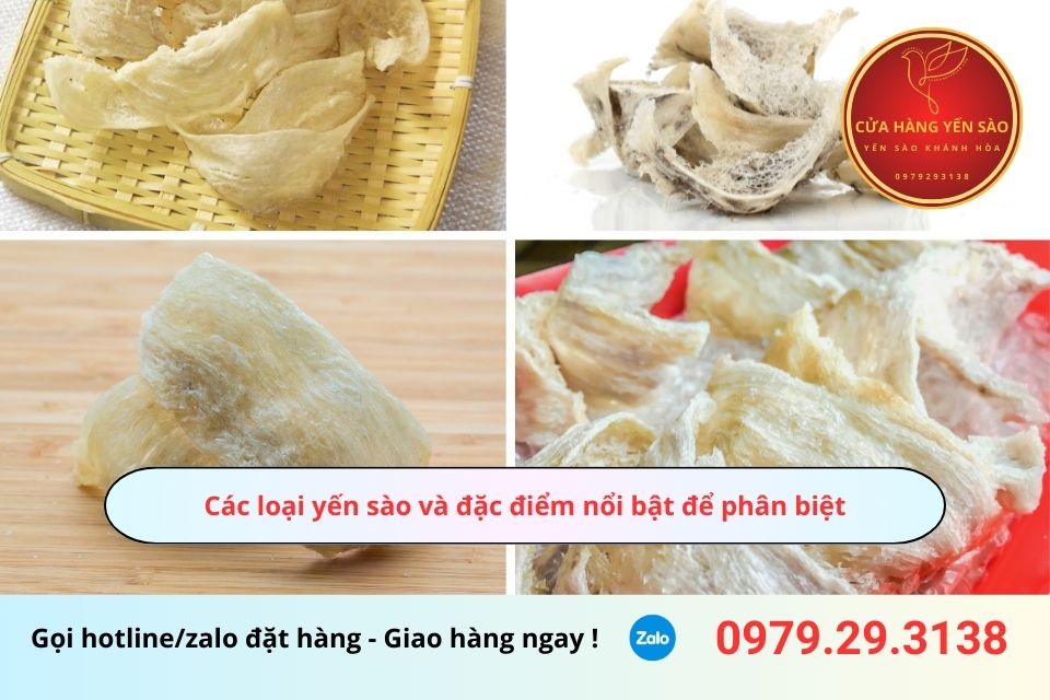 Các loại yến sào và đặc điểm nổi bật để phân biệt