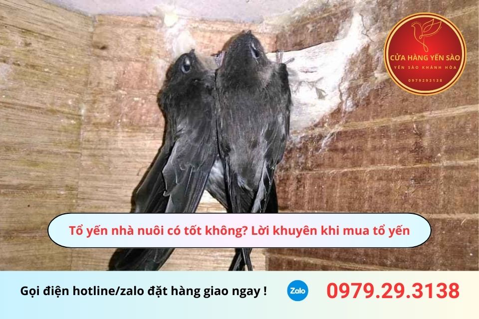 Tổ yến nhà nuôi có tốt không? Lời khuyên khi mua tổ yến