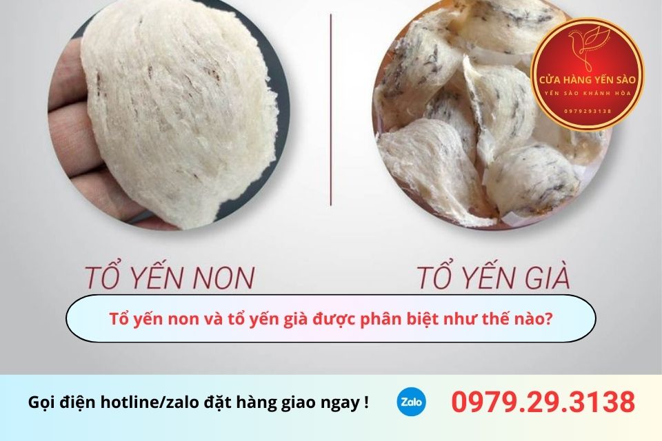 Tổ yến non và tổ yến già được phân biệt như thế nào?