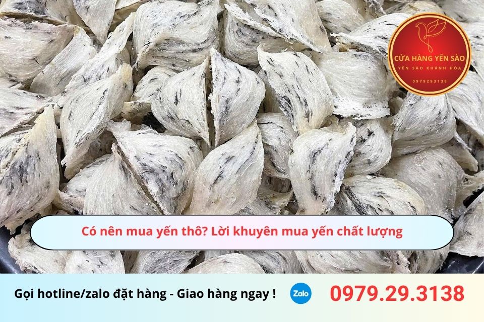 Có nên mua yến thô? Lời khuyên mua yến chất lượng