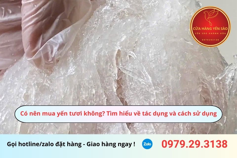 Có nên mua yến tươi không? Tìm hiểu về tác dụng và cách sử dụng yến tươi