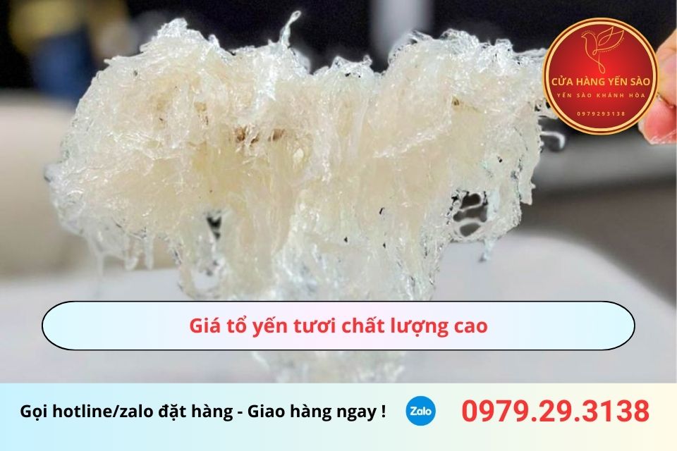 Giá tổ yến tươi chất lượng cao