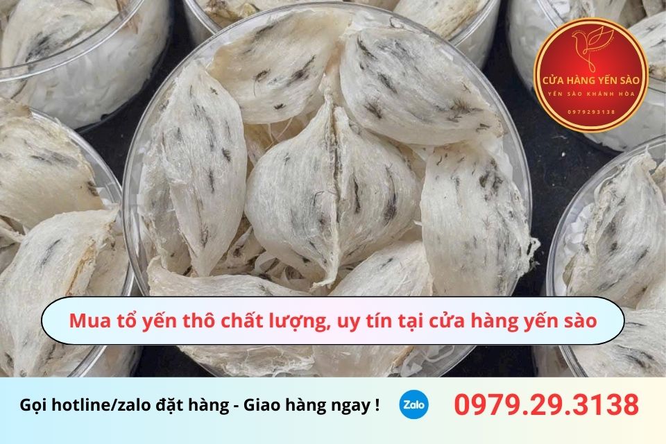Mua tổ yến thô chất lượng, uy tín tại cửa hàng yến sào