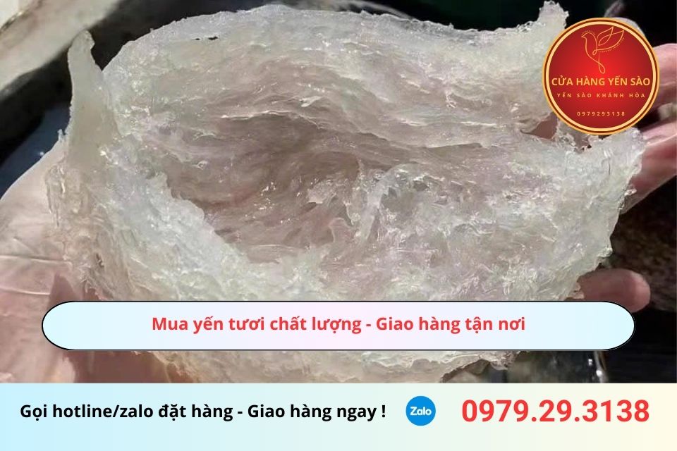 Mua yến tươi chất lượng - Giao hàng tận nơi