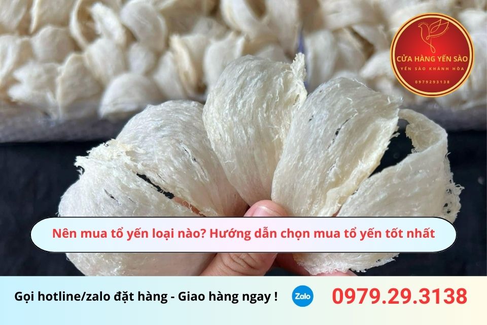Nên mua tổ yến loại nào? Hướng dẫn chọn mua tổ yến tốt nhất